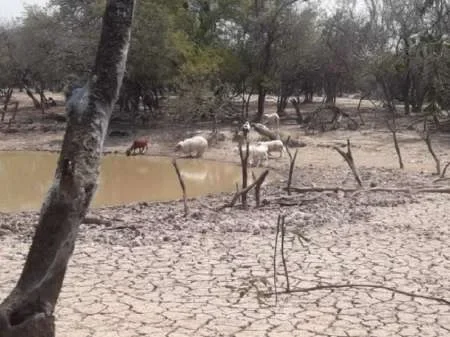 Por la sequía piden declarar la emergencia agropecuaria en el norte de Salta