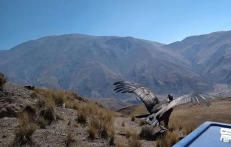 Liberaron un cóndor andino en Salta