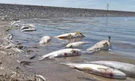 Se investiga la mortandad de peces en el río Bermejo