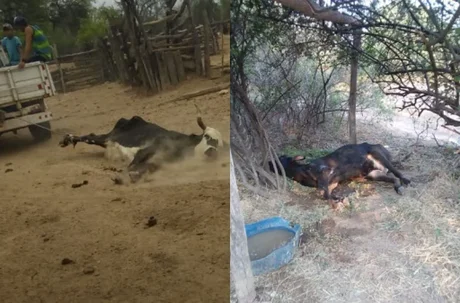 Pequeños productores del Chaco Salteño sufren la falta de agua