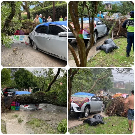 Campo Quijano: la Municipalidad ignoró un pedido para retirar un árbol, y ahora cayó sobre un auto