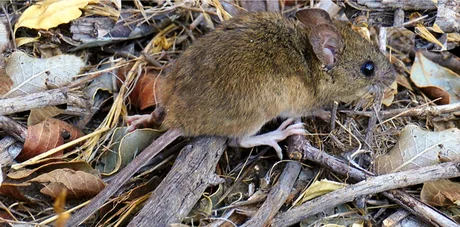 En lo que va del 2021 ya se detectaron 5 casos de hantavirus y un muerto en Salta