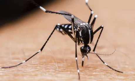 En menos de dos meses en Orán se registraron más de 400 casos de dengue