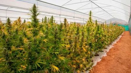 El Senado aprobó el marco regulatorio de la cultivación de cannabis medicinal