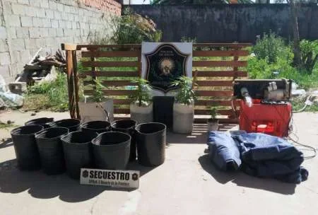 Detectaron un invernadero de marihuana en una vivienda del interior provincial