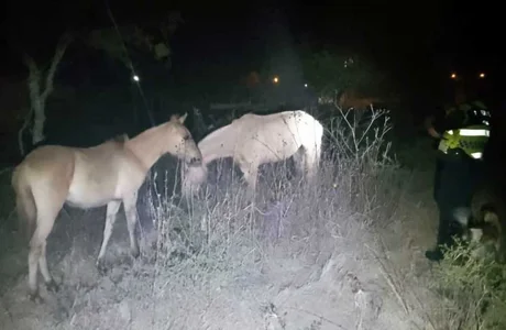 Retuvieron animales sueltos en La Caldera y multaron al dueño