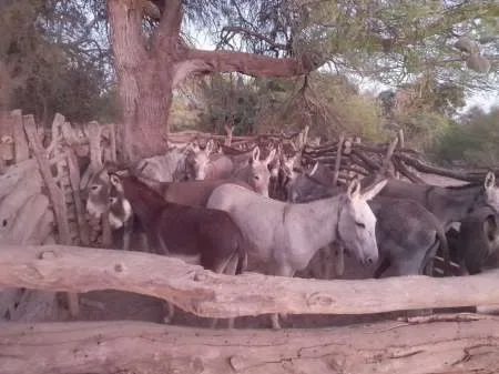 Tres detenidos en el norte salteño por crueldad animal: mirá lo que le hacían a burros