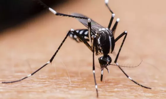 Diputados piden que la vacuna contra el dengue sea gratuita