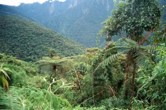 Salta, y otras provincias del norte, propondrán a la UNESCO que Las Yungas sean Patrimonio de la Humanidad