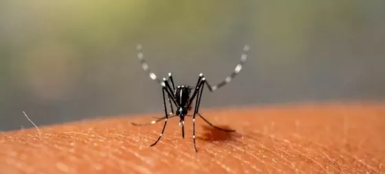 Esta temporada en Salta y en el país se vivió un brote histórico de dengue