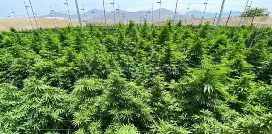 Jujuy empieza a exportar por primera vez flores de cannabis a Europa y Australia