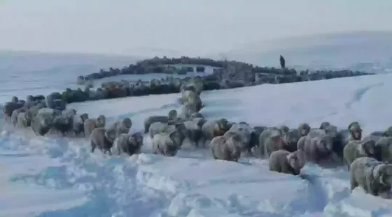 Por las bajas temperaturas y las nevadas hay más de un millón animales afectados en el sur del país