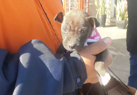 ¿Querés adoptar un perrito? habrá una jornada de adopción en el Alto Noa