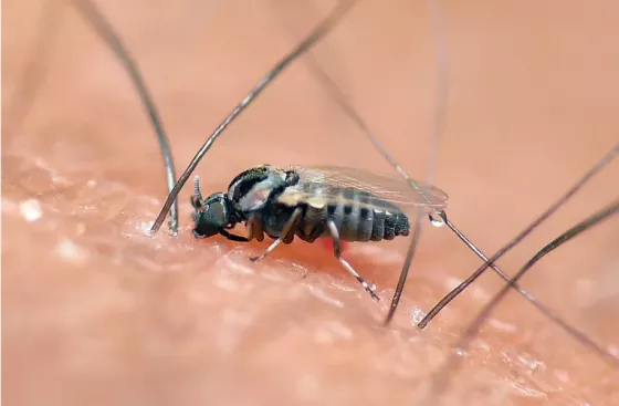 Salta activó la vigilancia sobre un nuevo virus que se trasmite por la picadura del mosquito