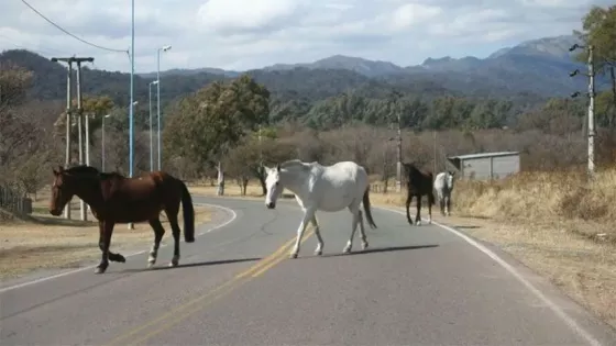 Caballos sueltos provocaron un grave accidente sobre ruta 16