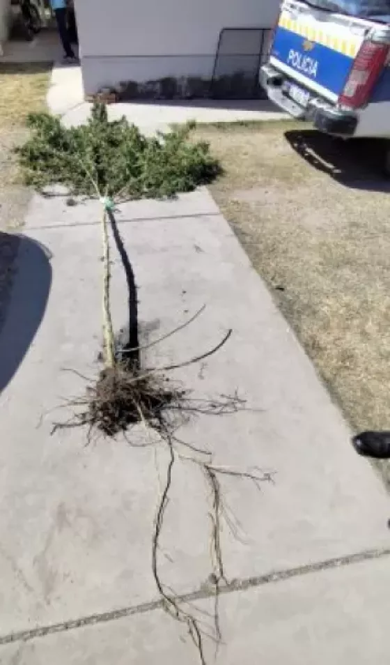 Incautaron una planta de marihuana de 5 metros en una vivienda del barrio Norte Grande 