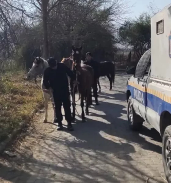 Capturaron diez caballos sueltos en distintos barrios zona sur de la ciudad