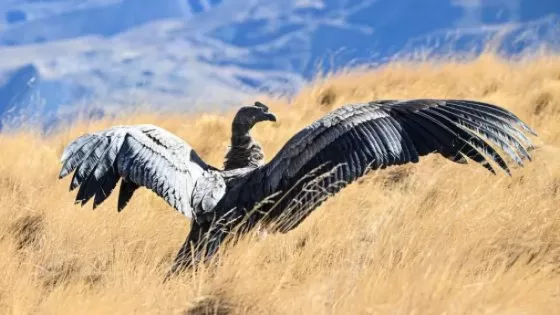 Liberaron en Salta a un cóndor andino que había sido encontrado sin poder volar