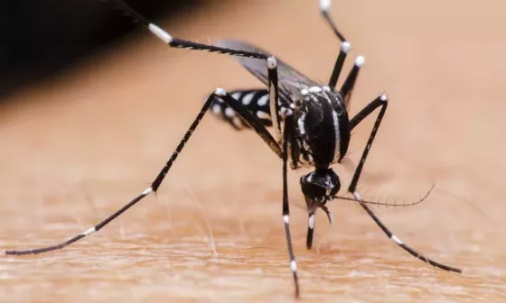 Enseñan a estudiantes salteños a preparar repelentes para mosquitos