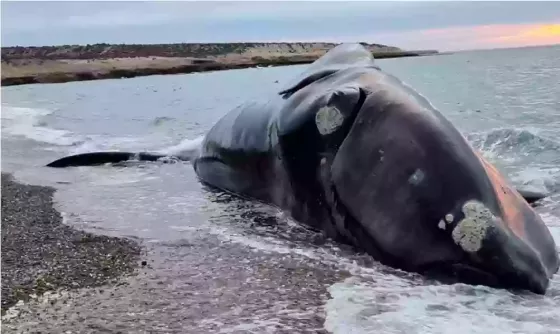 Aparecieron 21 ballenas muertas en la Península Valdés