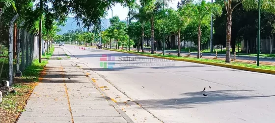 Un muerto tras un siniestro vial avenida Reyes Católicos: chocaron contra una palmera